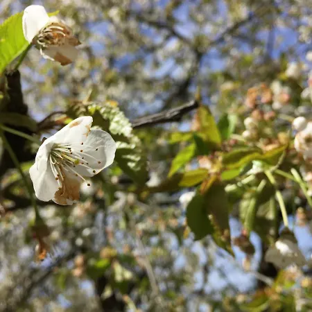 Lägenhet Sweetsuites 40a Lavendelhaus *