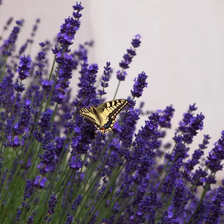 Sweetsuites 40a Lavendelhaus * Mühlhausen