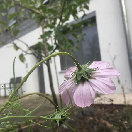 Sweetsuites 40a Lavendelhaus