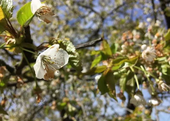 Apartamento Sweetsuites 40a Lavendelhaus *