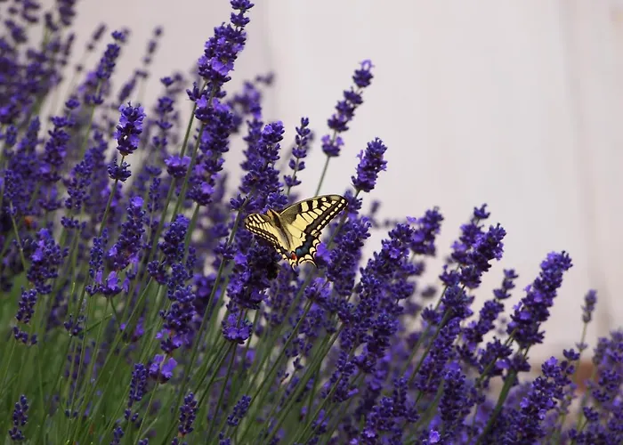 Sweetsuites 40a Lavendelhaus * Mühlhausen